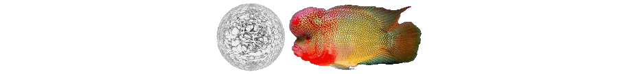 CerebellumBrainfishBanner